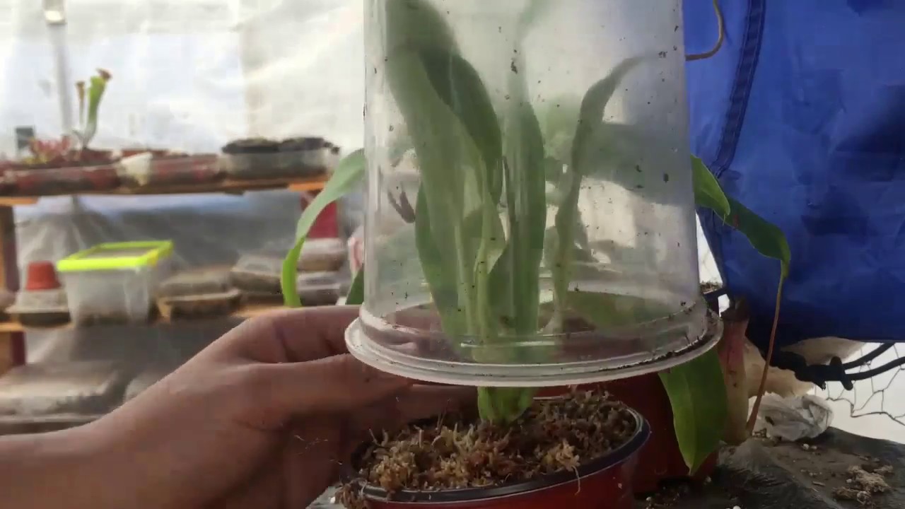 como separar hijuelos de sarracenias y nepenthes1/plantas carnivoras