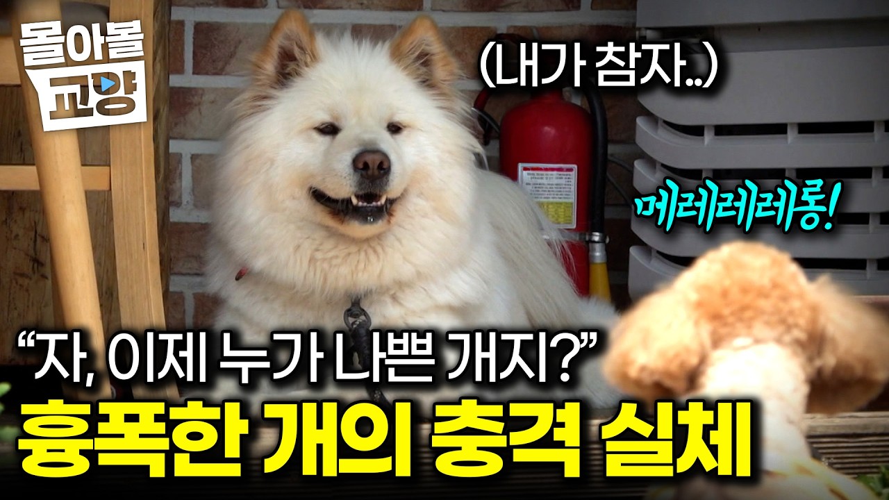 설쌤이 와서 밝혀준 반전 실체. 소형견만 보면 공격해서 진상견이라 불리며 맨날 혼나던 개, 알고 보니.. #몰아볼교양