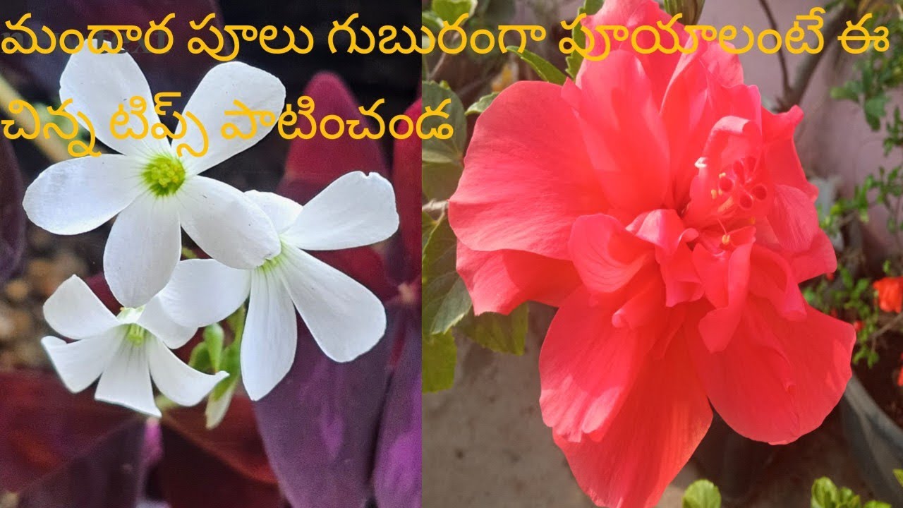 మందారం పూలు ఎక్కువగా పూయాలంటే  టిప్స్ పాటించండి