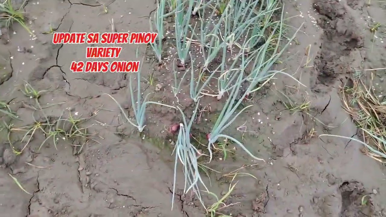 Update sa unang patanim na sibuyas