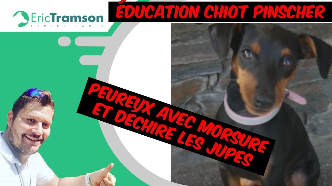 (Eure et Loire) Education canine de chiot Pinscher, peureux, mordeur et qui déchire les jupes
