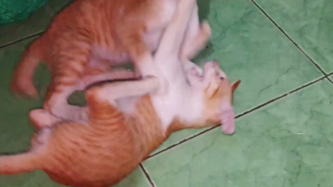 Kucing Bersaudara Lagi Bermain Sebelum Tidur Malam. #cats #cat #catshorts #catvideos #catlife 