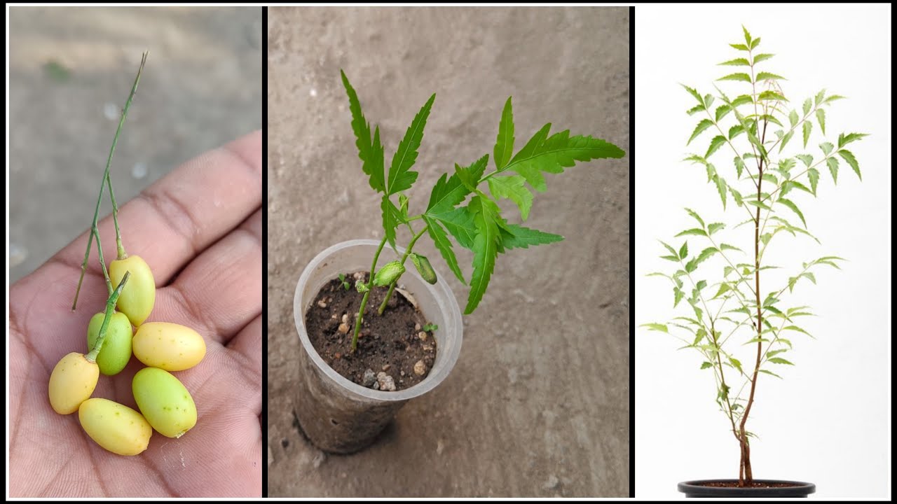 How do you grow neem plants at home? @gardenjugaad #gardenjugaad
