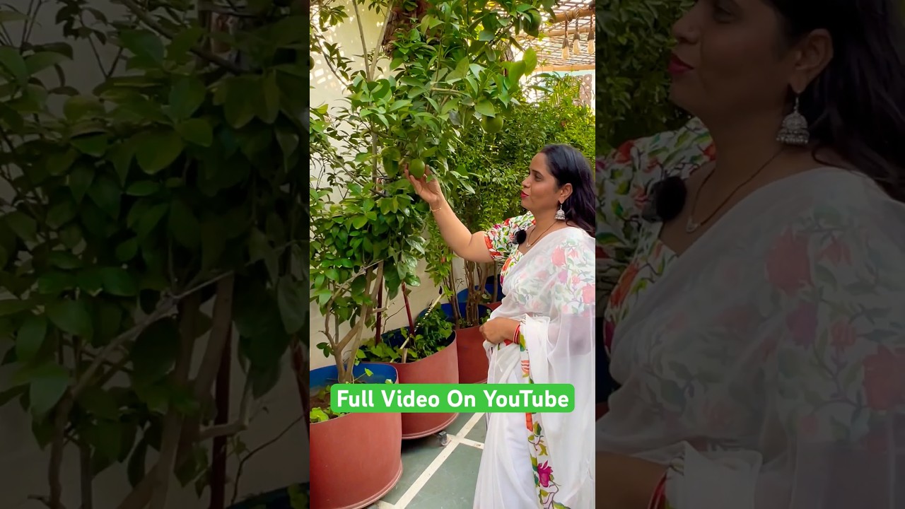 Mosambi(Grafted) - Fruit Plants & Tree #gardening