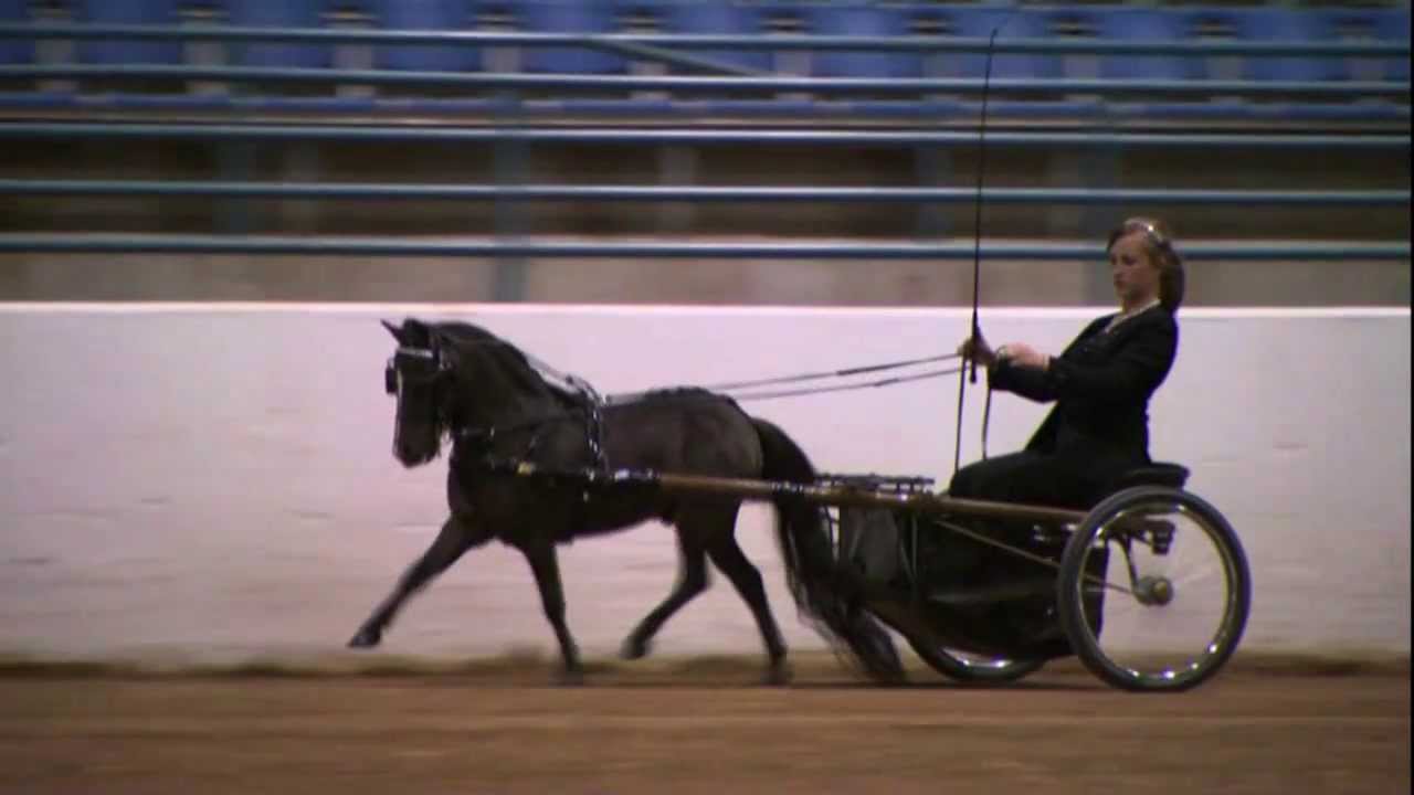 Miniature Horse Driving
