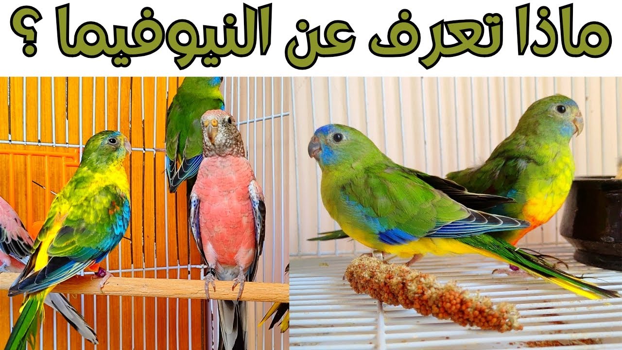 المعلومات الأساسيه عن طائر النيوفيما
