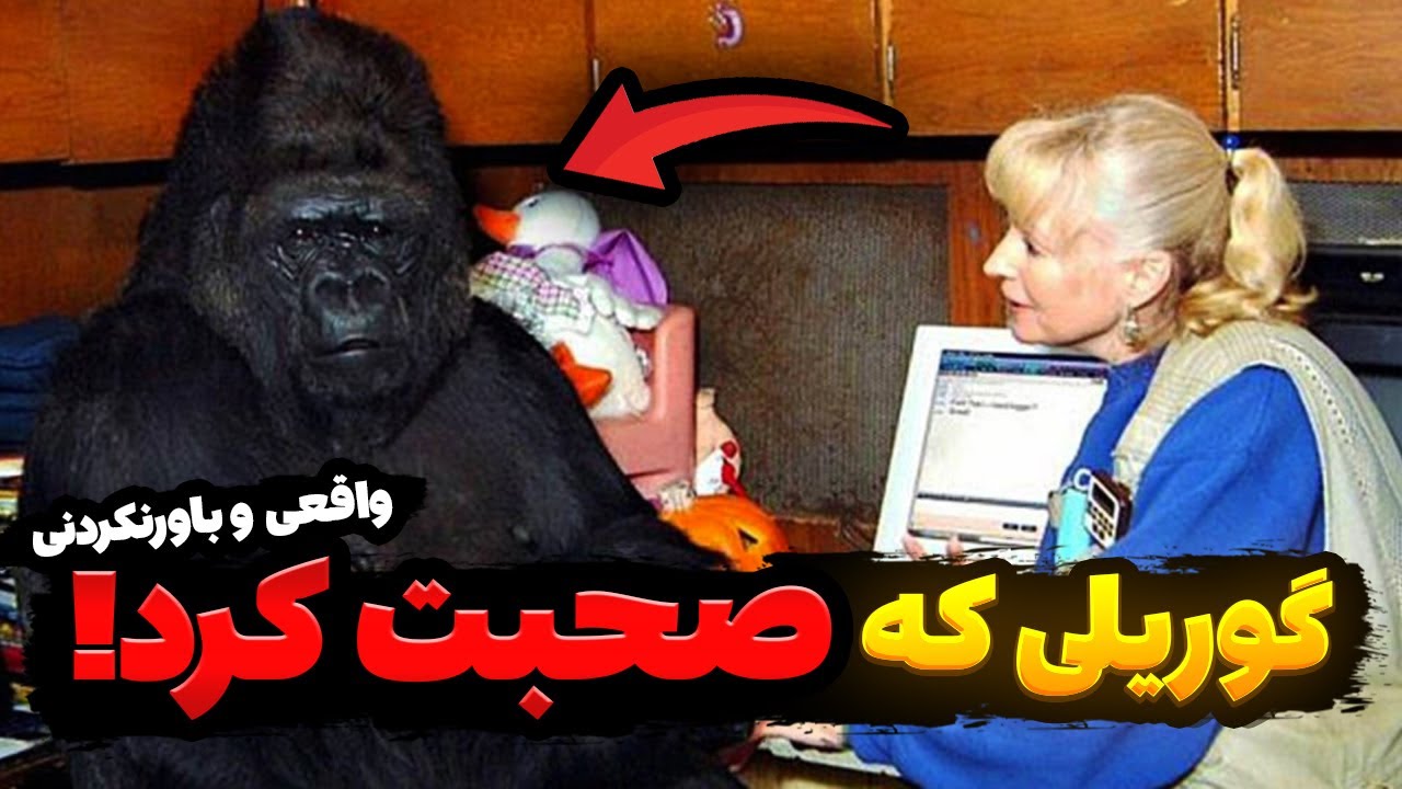 چجوری این گوریل تونست با انسان‌ها حرف بزنه؟ راز باورنکردنی که درباره انسان‌ها فاش شد!
