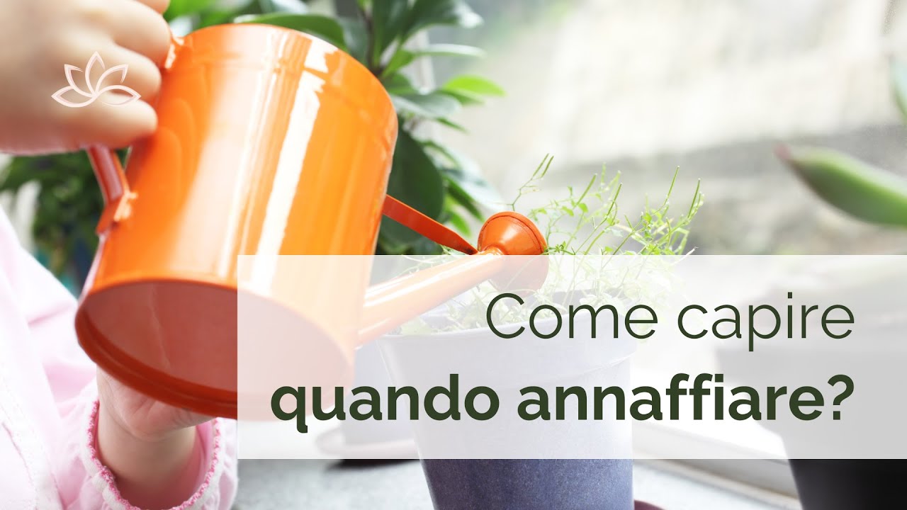Come capire QUANDO ANNAFFIARE le nostre piante