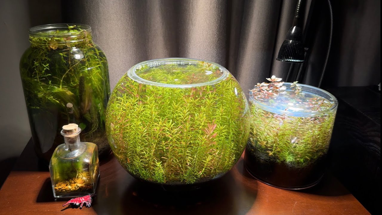 My Nano Fish Tank Collection - Nanoscape Aquarium Tour 2024