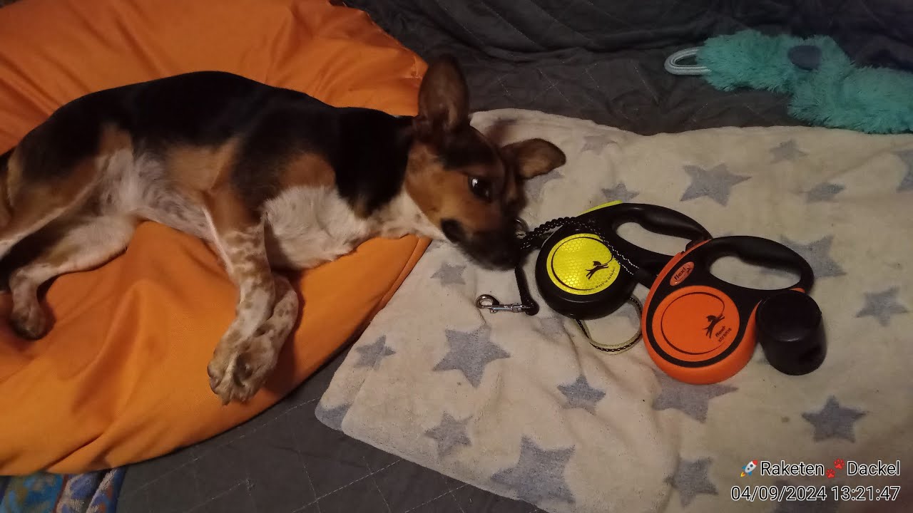 Minnie bekommt eine neue Leine (Flexi xtreme unboxing)