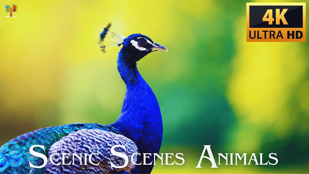 Scenic Scenes Animals in 4K Nature Video