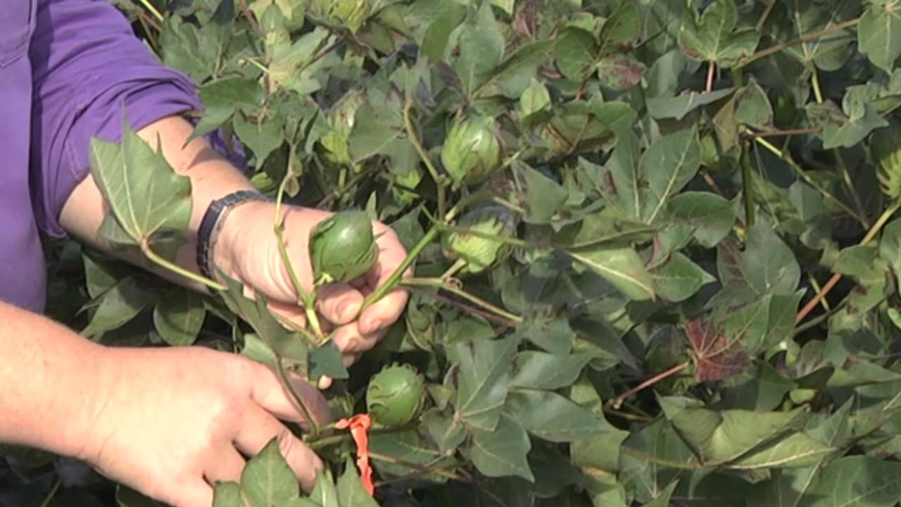 Do fruiting sites formed after last effective flower contribute to yield?