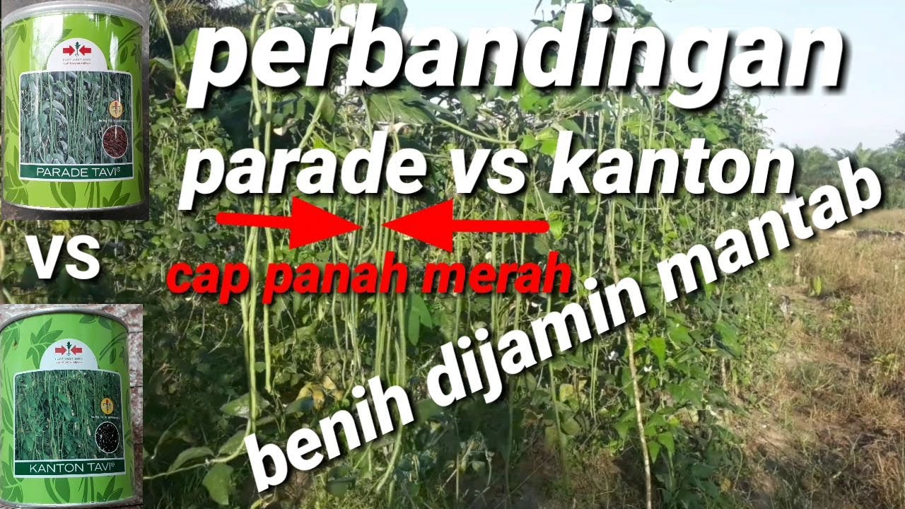 Perbandingan kacang panjang  parade tavi dengan kanton tavi cap panah merah