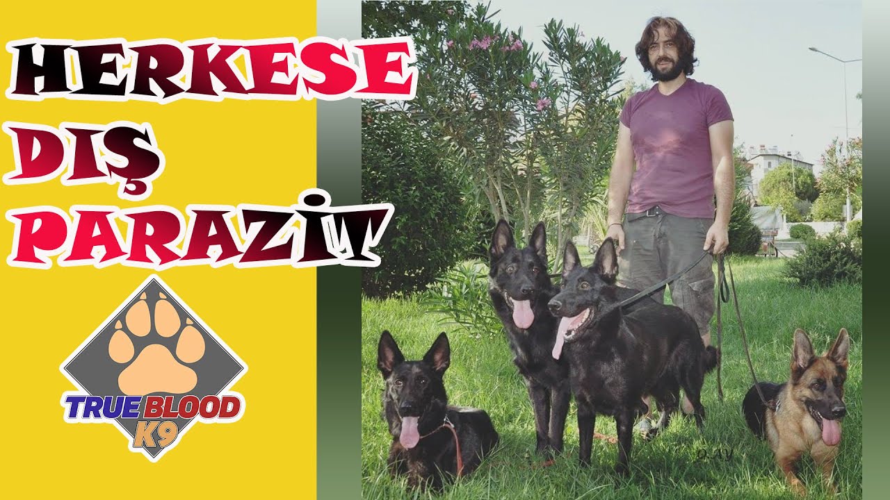 ALMAN ÇOBAN KÖPEĞİ - KÖPEKLERE DIŞ PARAZİT YAPTIM