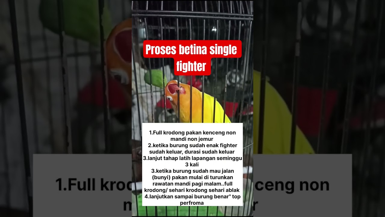 penggacoran Lovebird betina single fighter..!! #lovebirds #lovebirdfigter #lovebirdkonslet #burung