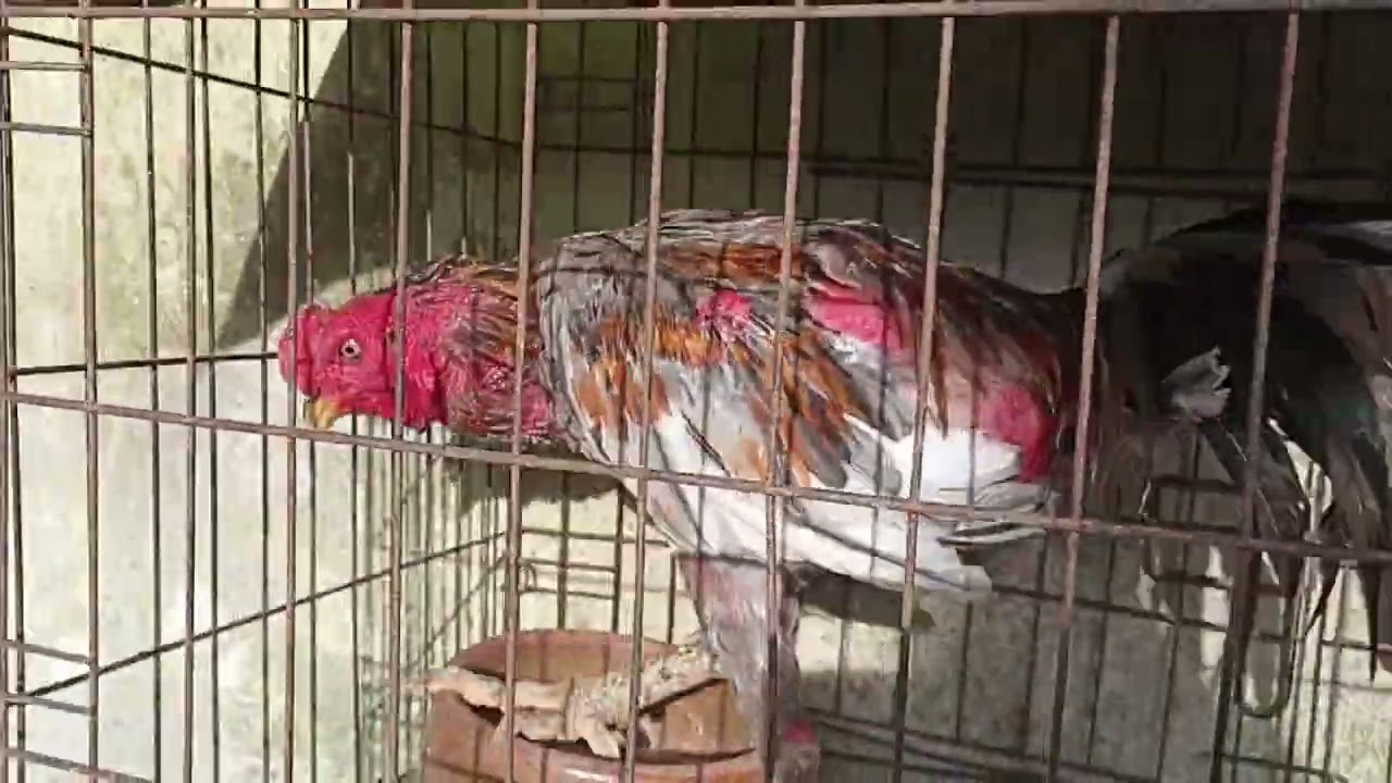 GANOI