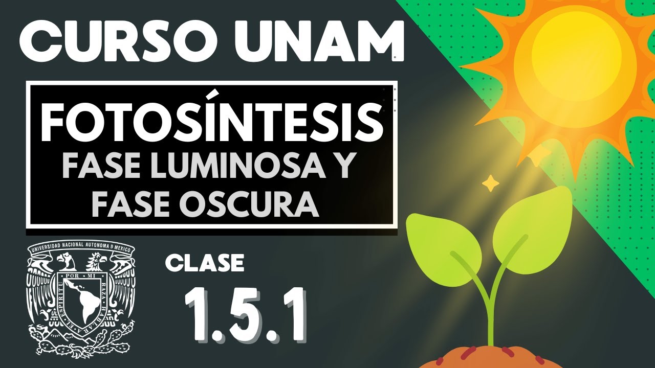 🌱 FOTOSÍNTESIS | Fase luminosa y fase oscura | EXAMEN UNAM | Importancia de la fotosíntesis