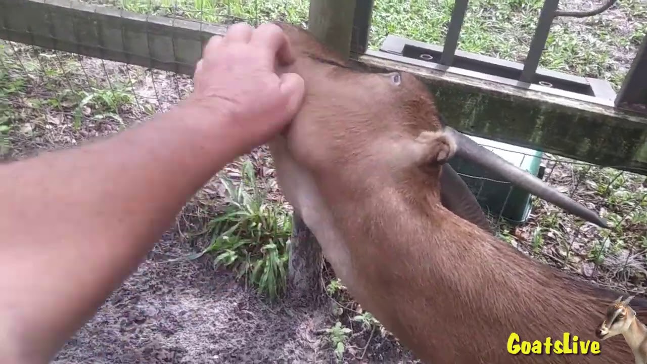 Face Scratches For Violet