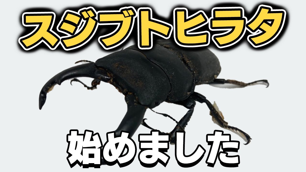 夏なのでスジブトヒラタクワガタ始めました