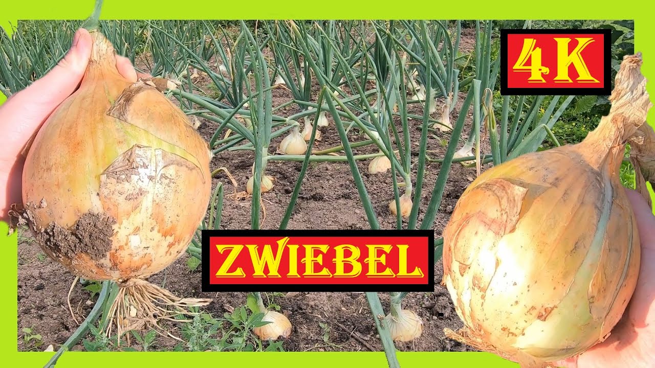 Riesenzwiebel pflanzen 🌱 Vom Samen zum Giganten 🧅 Riesenzwiebel anbauen Aussaat bis Ernte Bio Garten