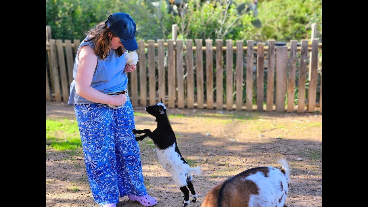 Ranxo Ses Roques Alcudia – Fun with the Silliest Goats Ever at the Petting Farm