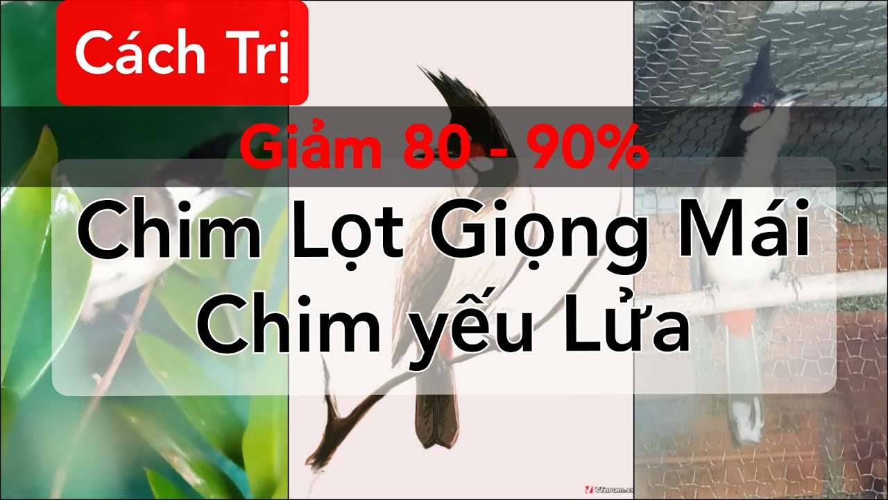 HƯỚNG DẪN CÁCH TRỊ CHIM CHÀO MÀO LỌT GIỌNG MÁI // CHIM YẾU LỬA HIỆU QUẢ !