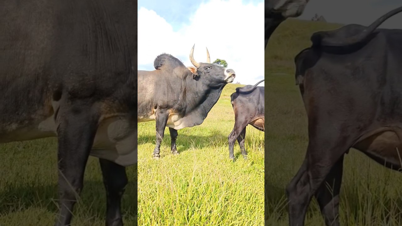 😈😱Cow reaction video #deshi #comedy #bihar #power#vide