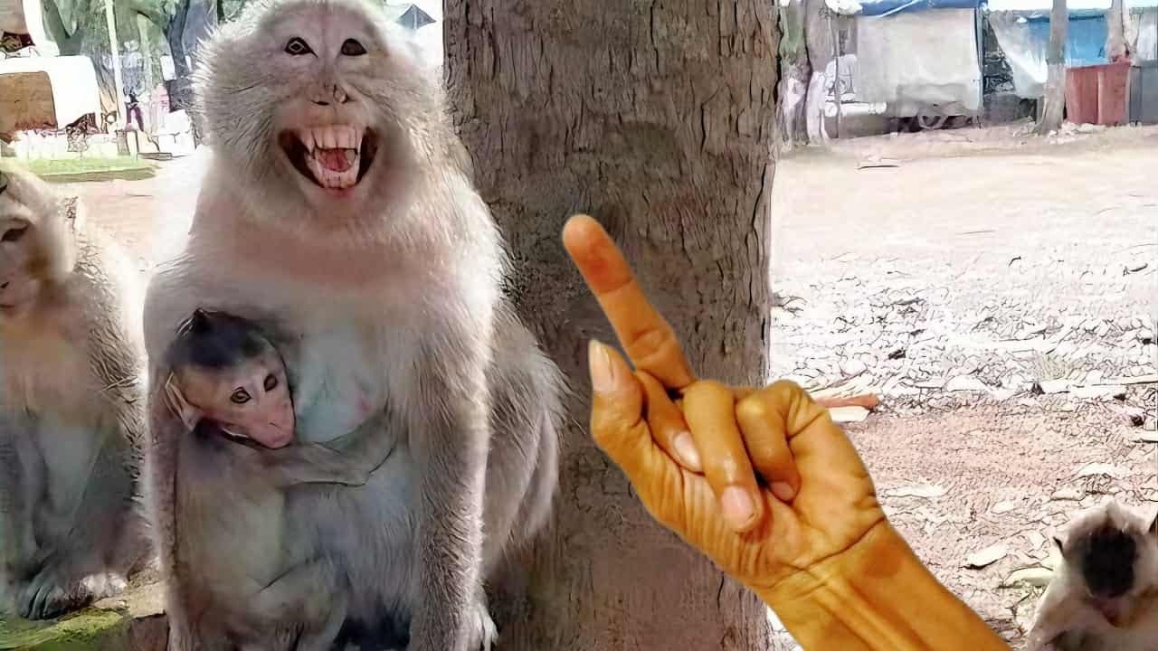 The monkeys here Look So fierce but they are so cute #animals #monkey #pets #funny
