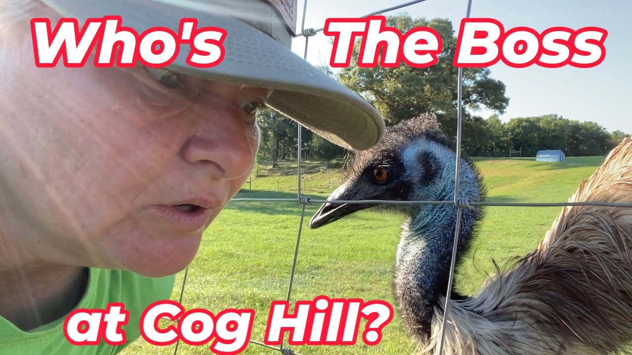 Who's the BOSS at Cog Hill Farm