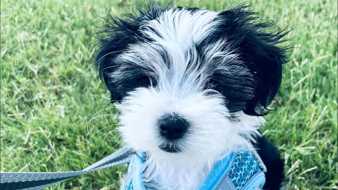 Morkie Puppy Growing Up! Maltese Yorkie Mix Pictures!