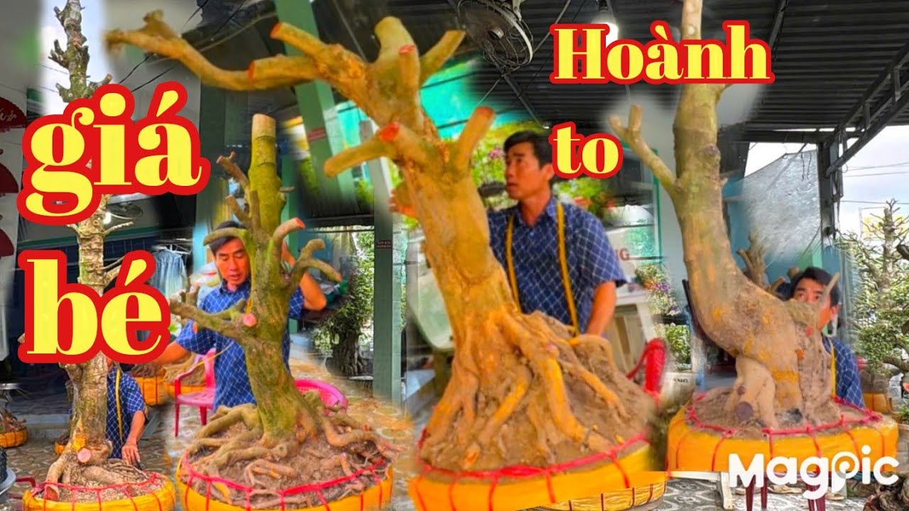 A Dũng 👉 Zalo 0964009759💥 Cháy hàng lô Mai vàng đẹp giá rẻ bùng nổ tại ĐT 