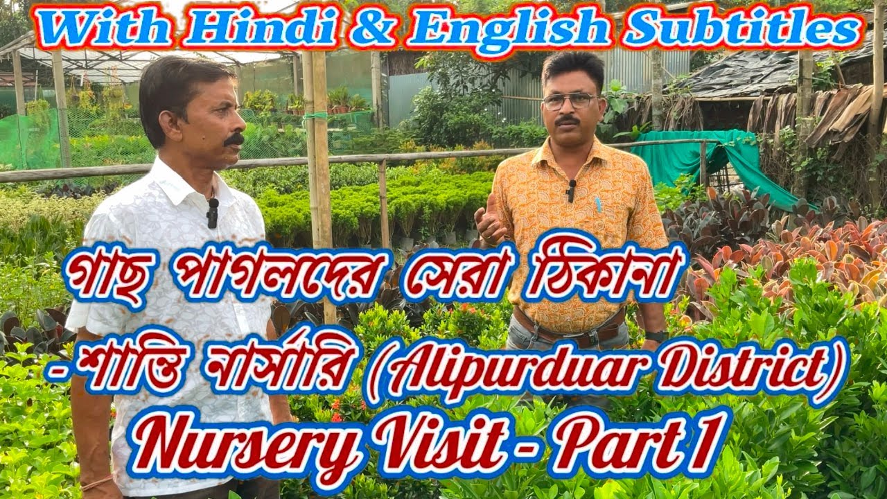 Plant Nursery Visit|| Reasonable price Nursery|| শান্তি নার্সারি আলিপুরদুয়ার জংশন|| Nursery Tour