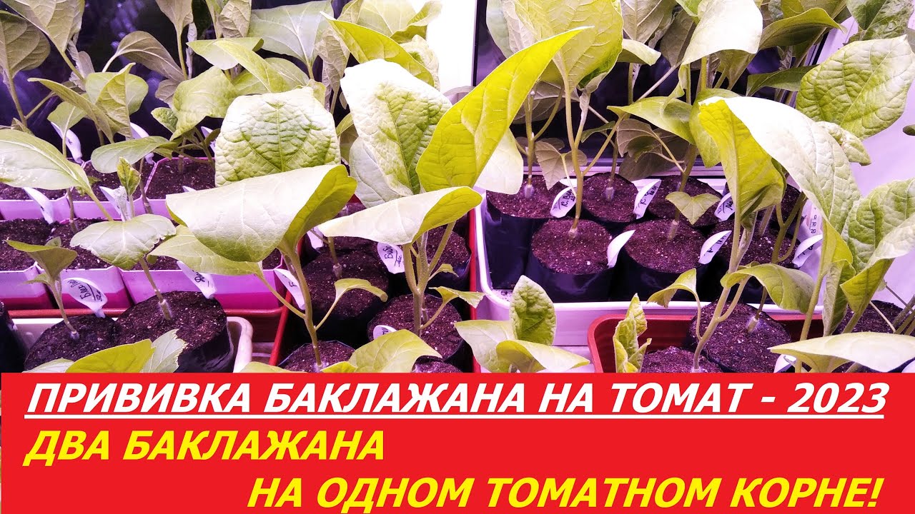 ПРИВИВКА БАКЛАЖАНА НА ТОМАТ - 2023. ДВА БАКЛАЖАНА НА ОДНОМ ТОМАТНОМ КОРНЕ!