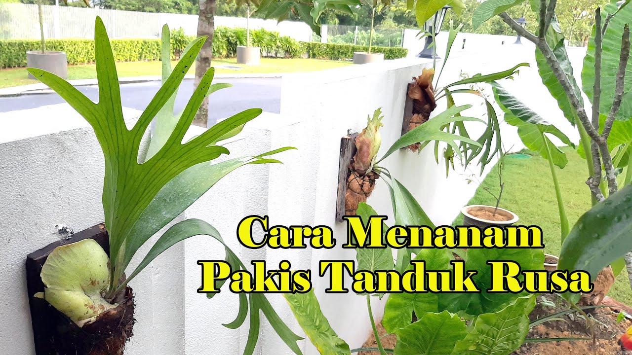 Cara Menanam Pakis Tanduk Rusa | Pakis Platycerium