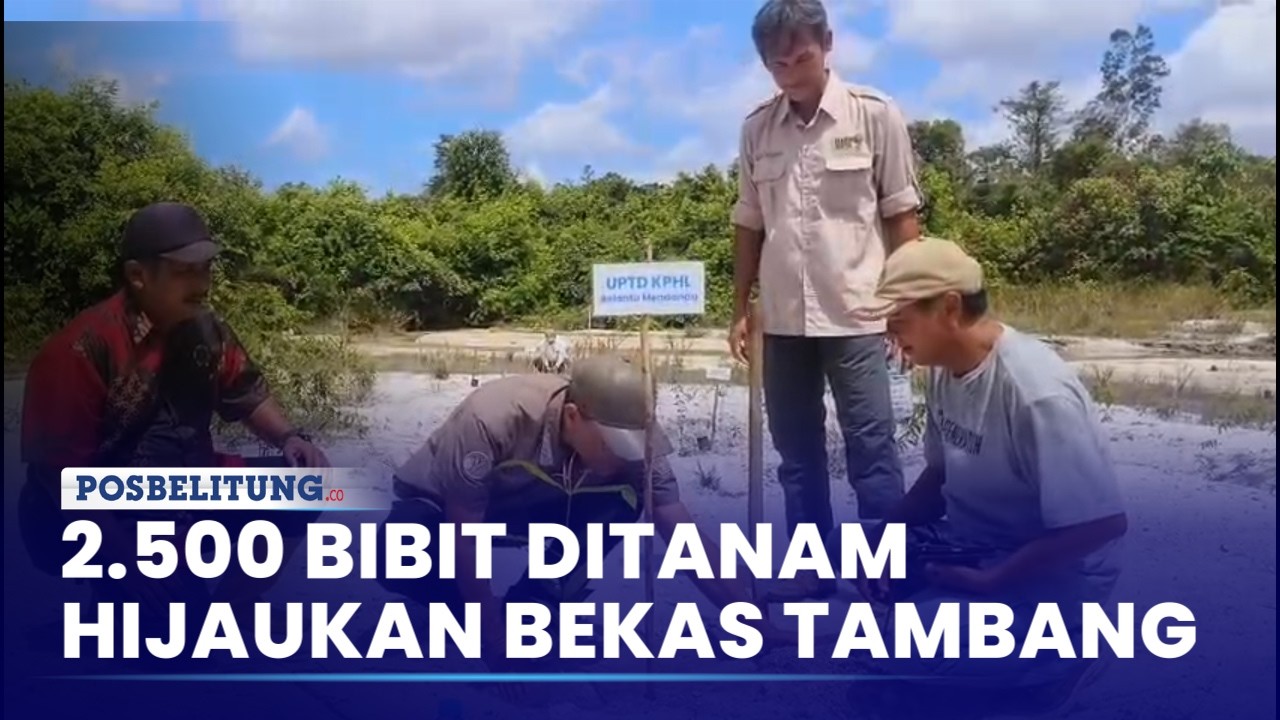 Rehabilitasi Tahura Gunung Lalang, Sebanyak 2.500 Bibit Ditanam di Lahan Bekas Tambang