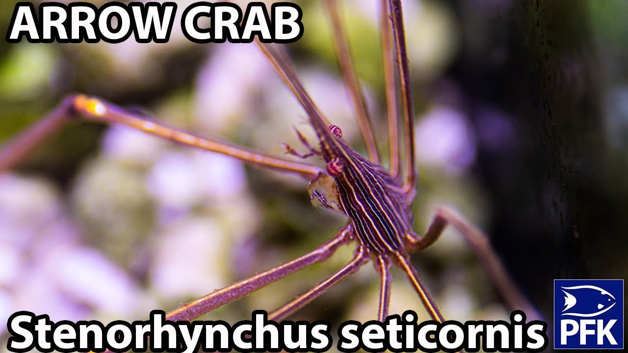 ARROW CRAB (Stenorhynchus seticornis)