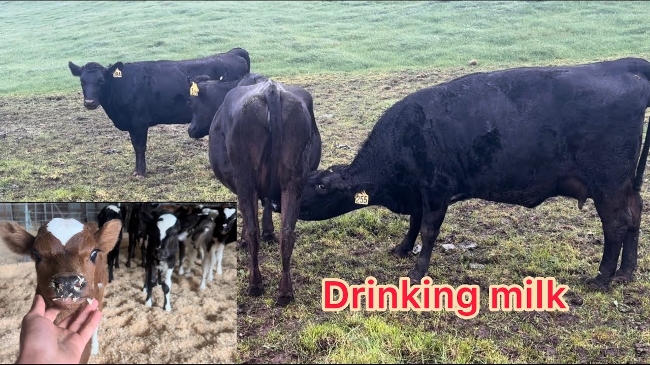 Rainy Day on farm - Three Calfs born today - Dairyfarming Nz