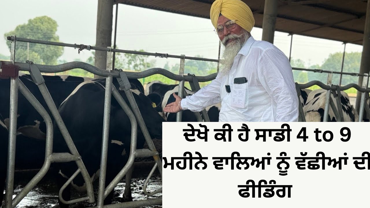 HOW MUCH AND WHICH FEED WE GIVE FOR CALFS BETWEEN 4 TO 9 MONTHS | AULAKH DIARY FARM | RAMPURA PHUL |