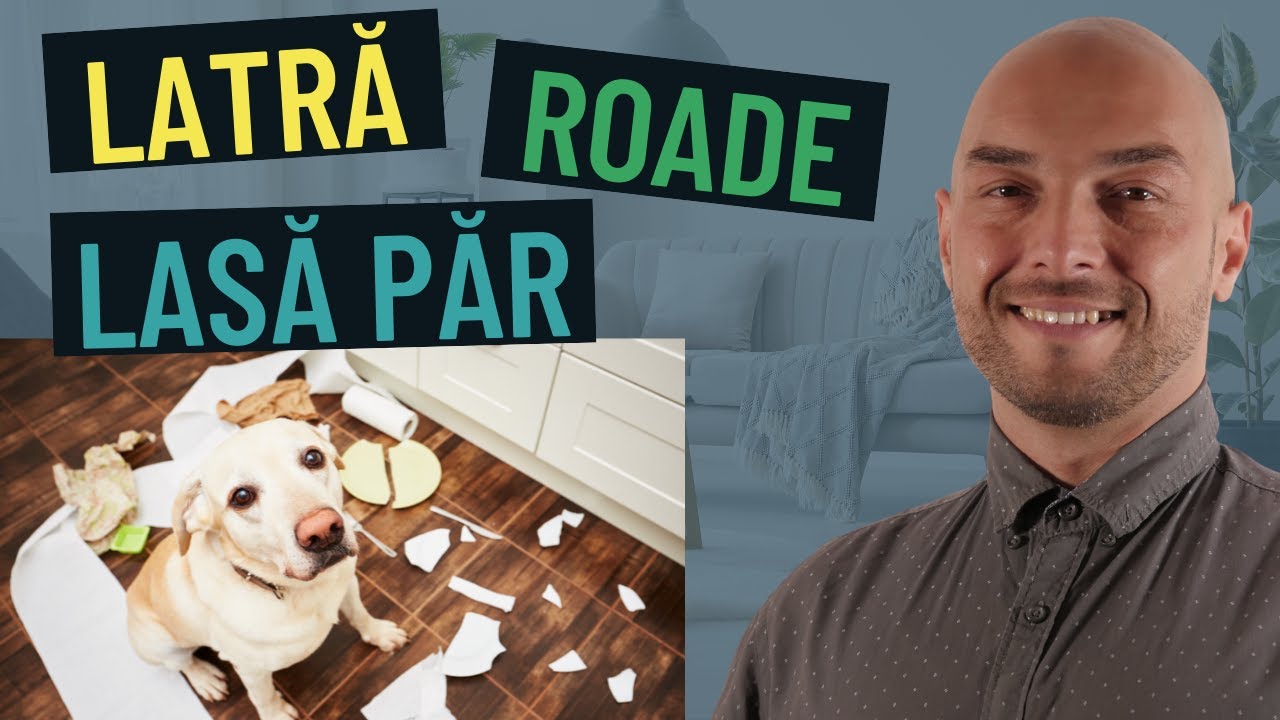 7 metode ca să gestionezi temerile legate de creșterea unui câine