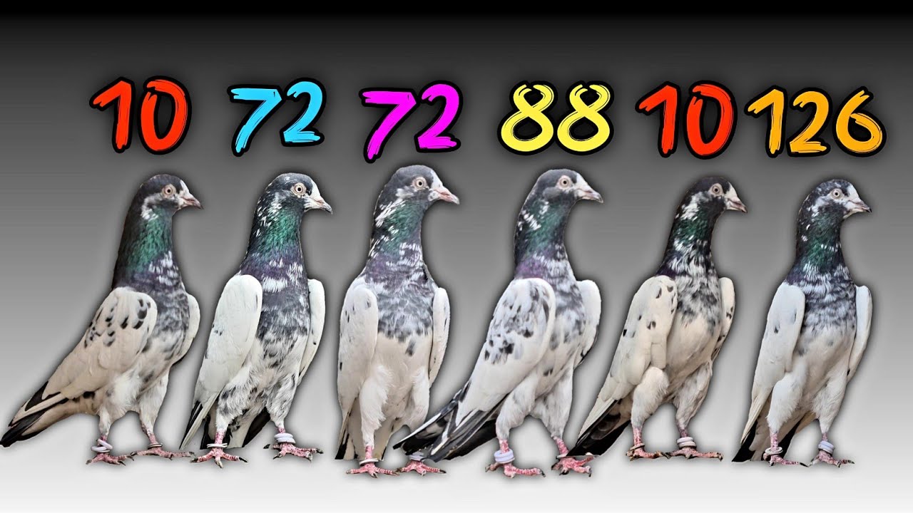 Best High Flying Pigeons in the WORLD | Teddy Pigeons