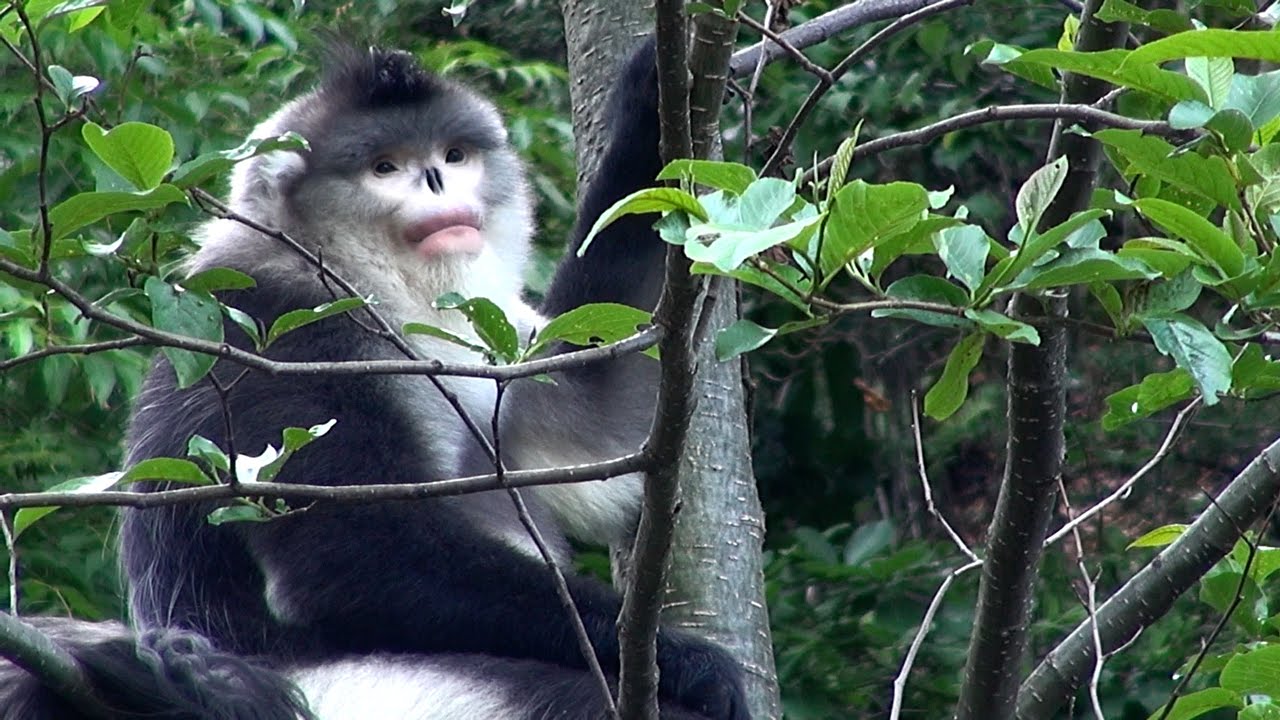 BLACK SNUB NOSED MONKEY (Rhinopithecus bieti) - Tacheng Yunnan China