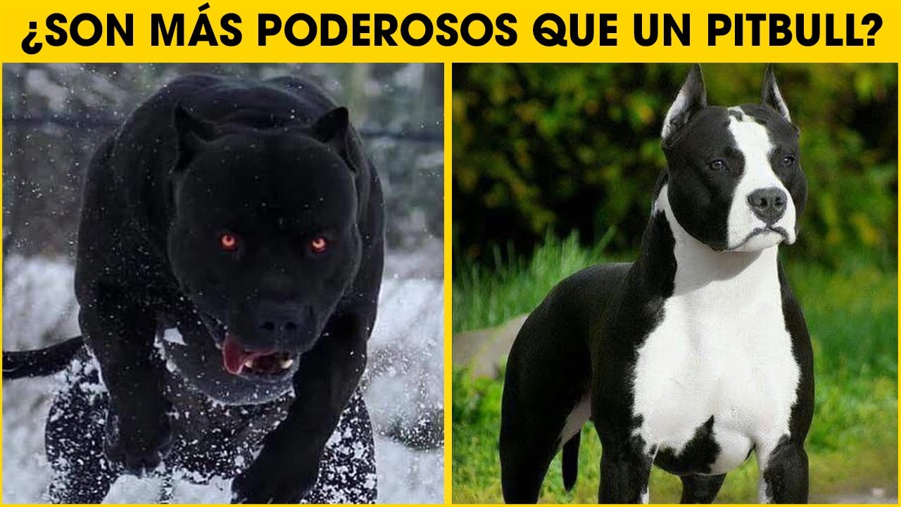 Cosas Que No Sabias De Los Perros American Staffordshire Terrier (Amstaff)