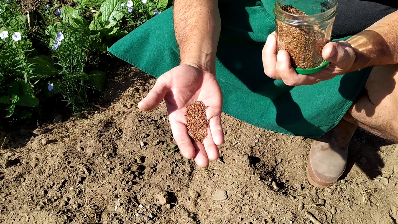 Fleurir &agrave; pas cher son jardin. Semis de lin utile pour la biodiversit&eacute;