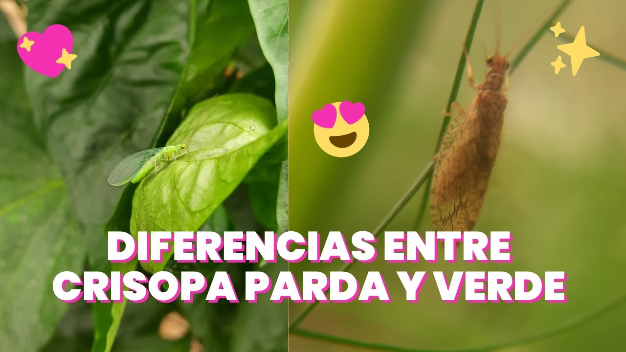 CRISOPAS Diferencias entre VERDES y PARDAS ( Fase ADULTA)