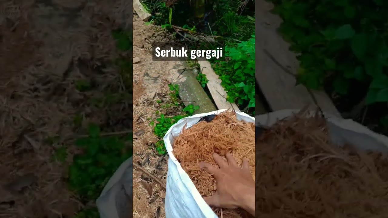 media ternak cacing tanah