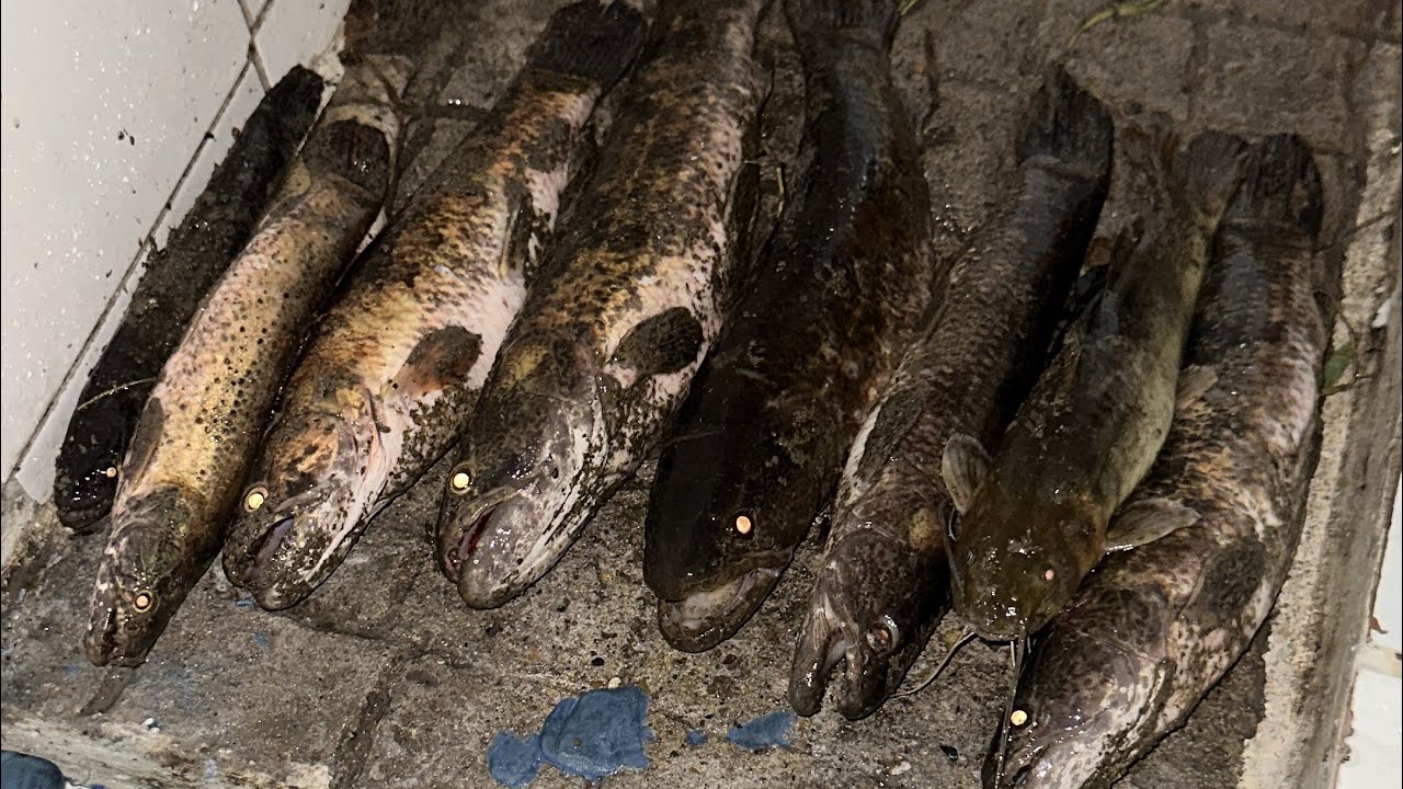 Visitamos La LAGUNA del Juncal Realizamos una PESCA con ANZUELO 