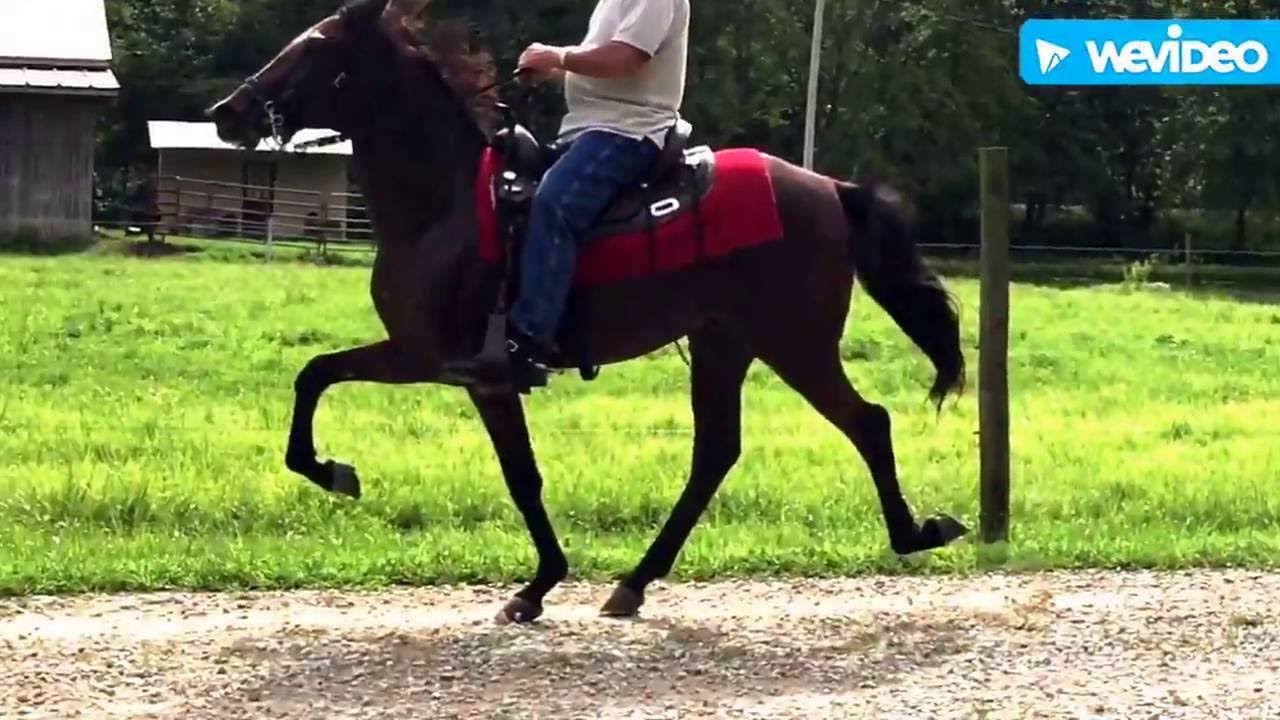 27 mo. old Single-footing stallion Drummer Boys Ringo Star