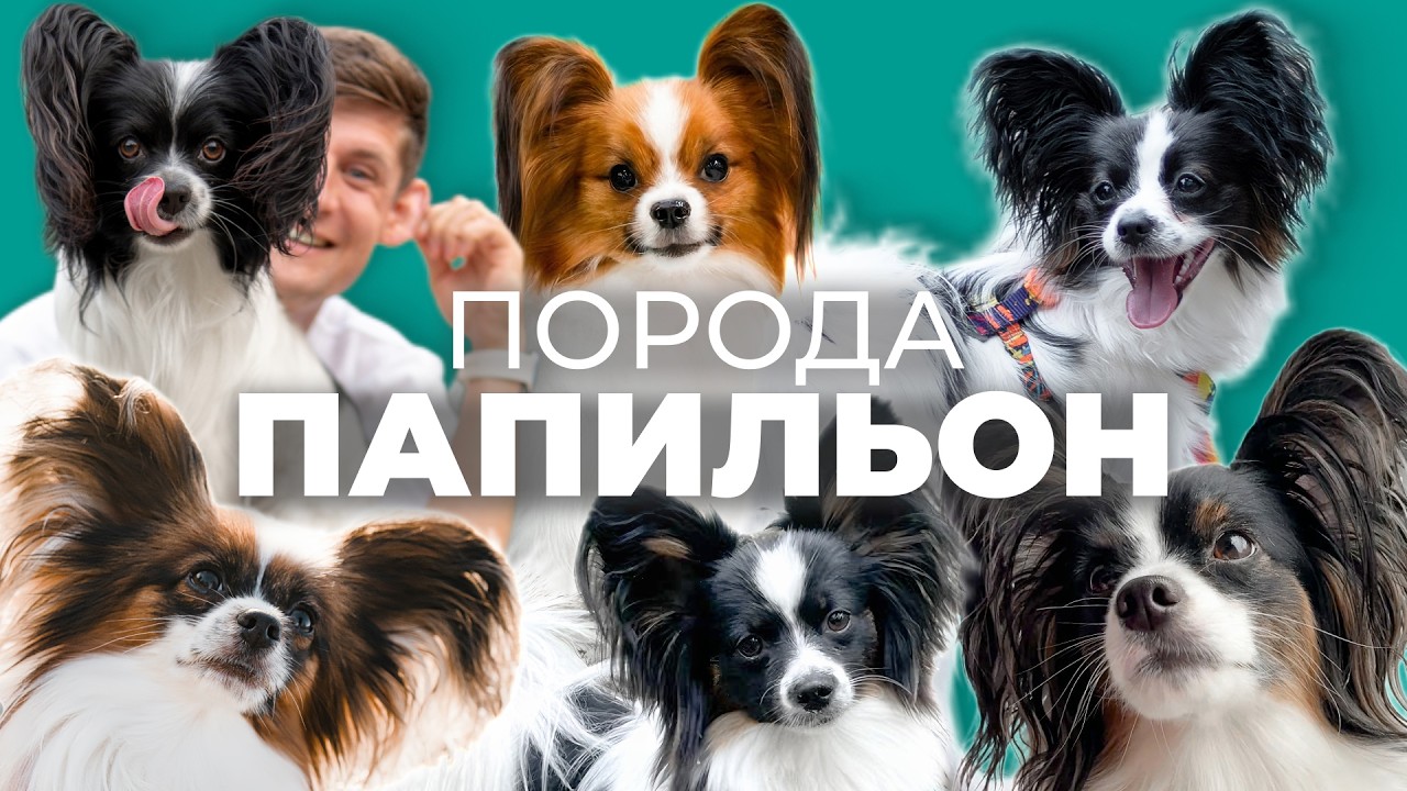 Папильон 🐾 Характер, плюсы, минусы и дрессировка породы