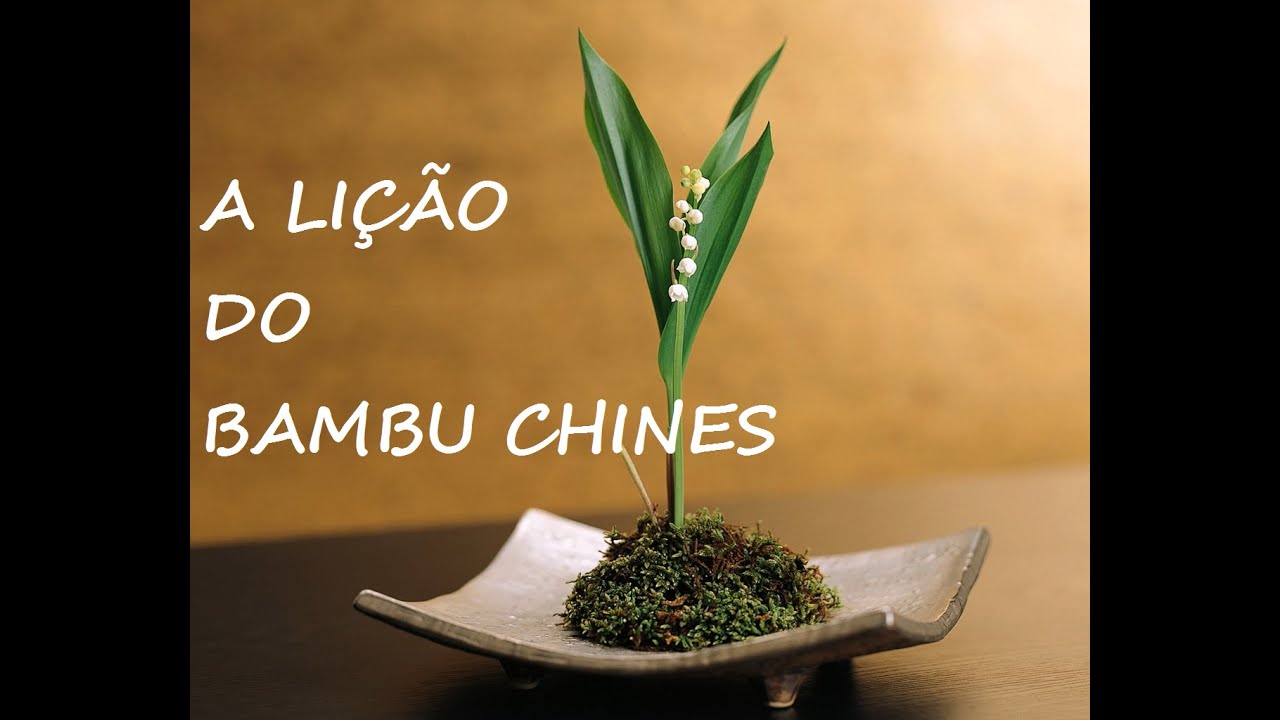 A lição do Bambu Chines