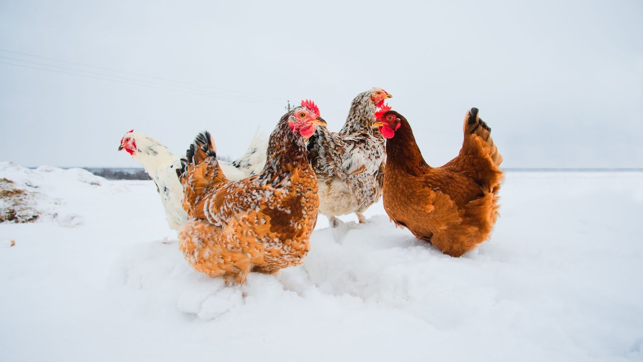 Optimal Coop Design: Elevating Nest Boxes and Run Covers, brooder